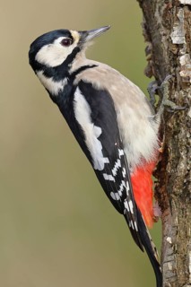 Great spotted woodpecker (Dendrocopus major), male, foraging on the trunk of a common birch (Betula
