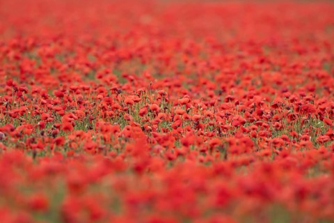 Common field poppy (Papaver rhoeas) wildflower field of red poppies in summer, England, United