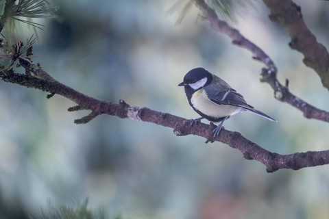 Great Tit (Parus major), Emsland, Lower Saxony, Germany