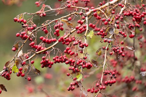 Hawthorn (Crataegus monogyna) tree in a hedgerow with red berries in autumn, England, United