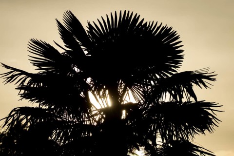 Hardy fan palm silhouette of a plant with the sunlight shining though its palms at sunrise,