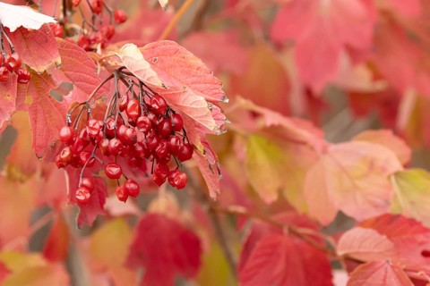 Guelder rose tree (Viburnum opulus) with autumn colour leaves and red berries, England, United