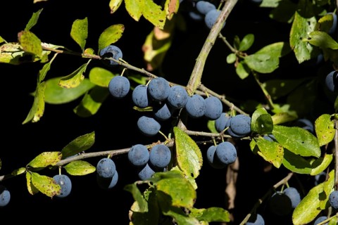 Blackthorn tree (Prunus spinosa) with autumn colour leaves and blue sloe berries, England, United