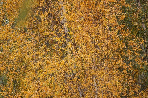 Silver birch tree (Betula pendula) with autumn colour leaves, England, United Kingdom