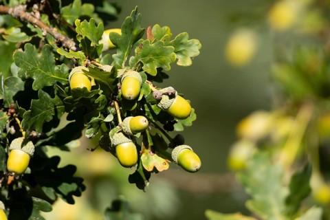 English oak tree (Quercus robur) with autumn colour leaves and acorn nuts, England, United Kingdom