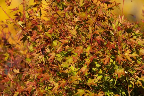 Autumn colour tree leaves on a garden shrub, England, United Kingdom