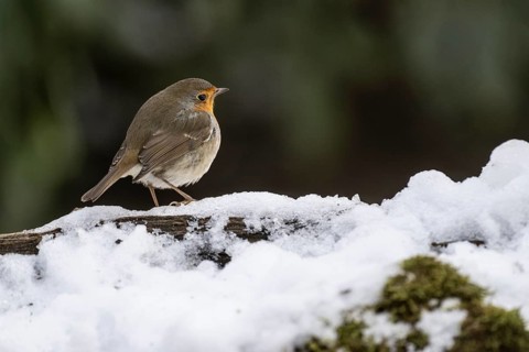 European robin (Erithacus rubecula), Emsland, Lower Saxony, Germany