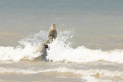 Atlantic grey seal (Halichoerus grypus) adult marine animal in the breaking waves of the sea on a