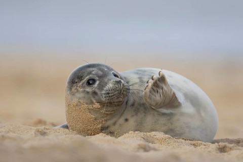 Atlantic grey seal (Halichoerus grypus) juvenile animal waving its front foot on a beach in winter,