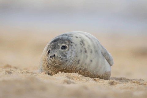 Atlantic grey seal (Halichoerus grypus) juvenile marine animal resting on a beach in winter,