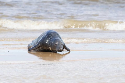 Atlantic grey seal (Halichoerus grypus) adult marine animal running across the shallow water on a