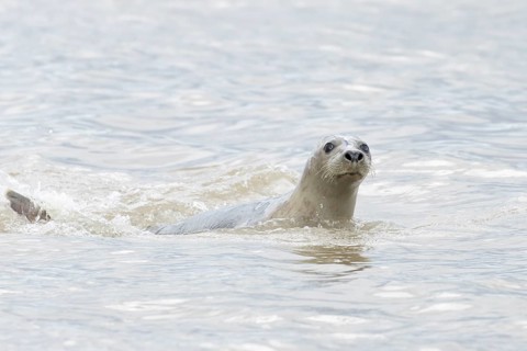 Atlantic grey seal (Halichoerus grypus) adult marine animal swimming in the sea on a coastline,