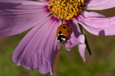 Seven-spot ladybird or Ladybug (Coccinella septempunctata) adult insect on a garden Cosmos flower