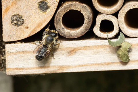 Leaf cutter bee (Megachile rotundata) adult insect on a garden bee or bug hotel in summer, England,
