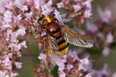 Hornet mimic fly (Volucella zonaria) adult insect feeding on garden Wild marjoram or Oregano plant