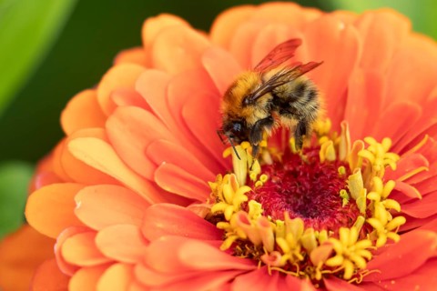 Common carder bumblebee (Bombus pascuorum) adult bee insect feeding on a garden Zinnia flower in