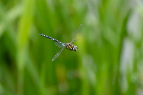 Migrant hawker dragonfly (Aeshna mixta) adult insect in flight in summer, England, United Kingdom