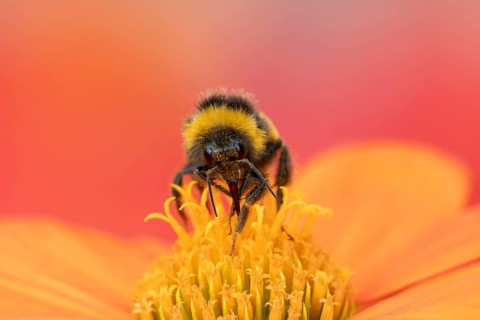White tailed bumblebee (Bombus lucorum) adult bee insect feeding on a garden Mexican sunflower
