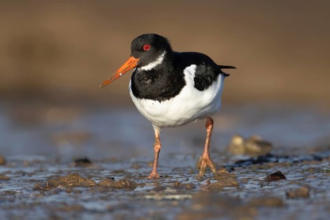 Eurasian oystercatcher (Haematopus ostralegus) adult wading bird walking on a coastline, Norfolk,