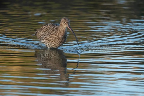 Eurasian curlew (Numenius arquata) adult wading bird feeding in a coastal lagoon, Norfolk, England,