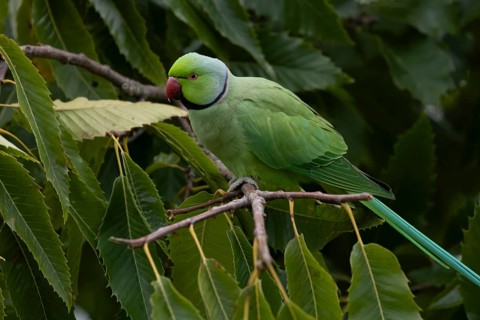 Ring-necked or Rose-ringed parakeet (Psittacula krameri) adult parrot bird in a Sweet chesnut tree