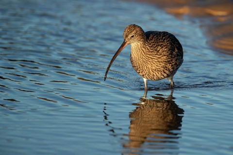 Eurasian curlew (Numenius arquata) adult wading bird in a coastal lagoon, Norfolk, England, United