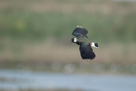 Northern lapwing (Vanellus vanellus) adult wading bird calling in flight in spring, RSPB Minsmere
