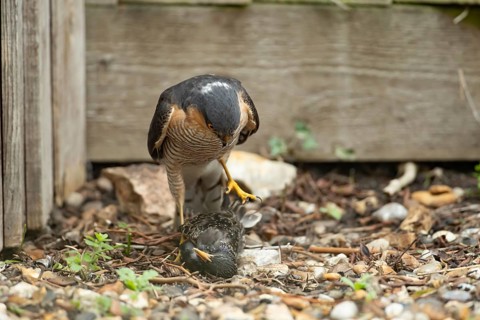 Eurasian sparrowhawk (Accipiter nisus) adult male bird of prey standing over its prey of a starling