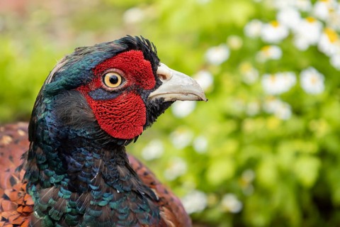 Common pheasant (Phasianus colchicus) adult male game bird head portrait, England, United Kingdom