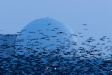 Eurasian starling (Sturnus vulgaris) adult birds flying in a flock in a murmuration in front of a