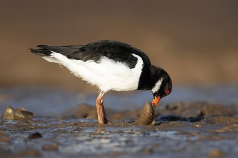 Eurasian oystercatcher (Haematopus ostralegus) adult wading bird feeding on a mussel shell on a