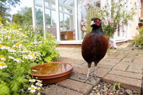 Common pheasant (Phasianus colchicus) adult male game bird on a garden patio with a house in the