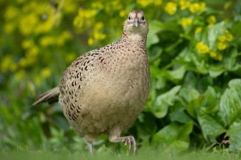 Common pheasant (Phasianus colchicus) adult female game bird on a garden grass lawn, England,