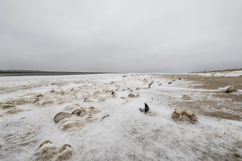 North Sea beach with cockles (Cerastoderma edule) in the snow, Langeoog, Lower Saxony, Germany