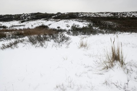 Dune landscape in snow, Langeoog, Lower Saxony, Germany
