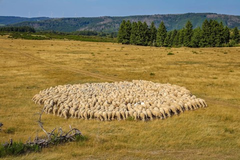 Schleiden, North Rhine-Westphalia, Germany — Eifel National Park. Herds of sheep on the Dreiborn