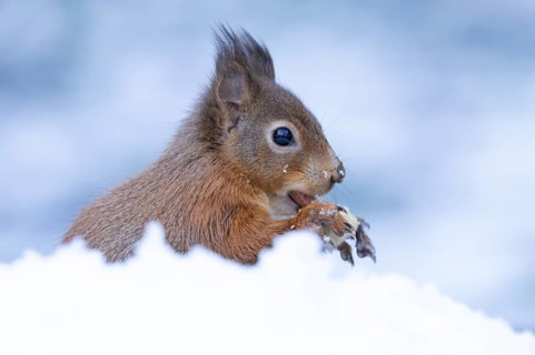 Red squirrel (Sciurus vulgaris) adult animal eating a nut in snow in winter, Yorkshire, England,
