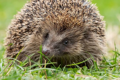 European hedgehog (Erinaceus europaeus) adult animal on a garden grass lawn in summer, England,