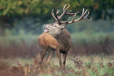Red deer (Cervus elaphus) adult male stag animal roaring during the annual rut season in autumn,