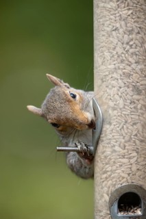 Grey squirrel (Sciurus carolinensis) adult animal eating sunflower seed hearts from a garden bird