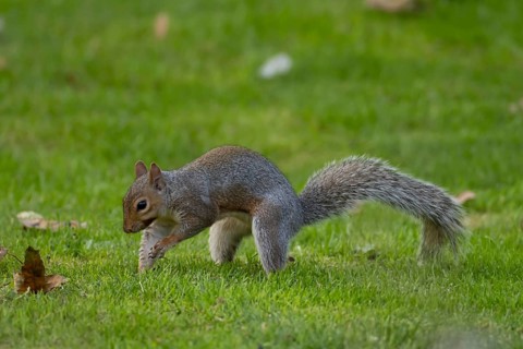 Grey squirrel (Sciurus carolinensis) adult animal burying a nut in a garden grass lawn in autumn,
