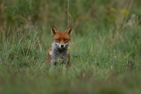 Red fox (Vulpes vulpes) adult animal in countryside grassland in summer, England, United Kingdom