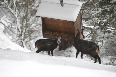 Chamois (Rupicapra rupicapra) or chamois, goat with fawn feeding in the mountains, Kalkalpen