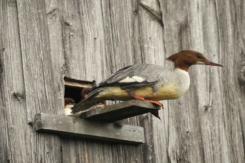Goosander (Mergus merganser) female at the breeding den in a field barn, a few seconds in front of