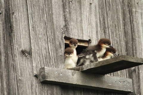 Goosander (Mergus merganser) one day old fledglings at the breeding den in a field barn, a few