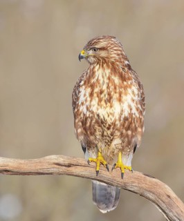 Buzzard (Buteo buteo) sitting attentively on a branch, wildlife, animals, birds, bird of prey,