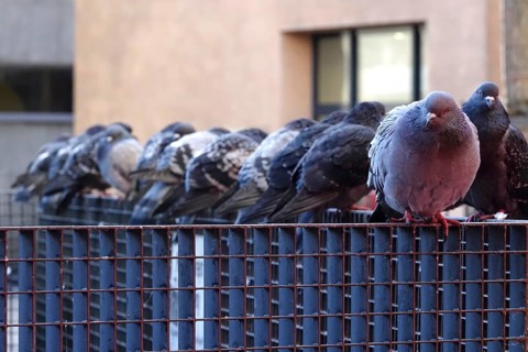 Pigeons in a city, winter, Germany