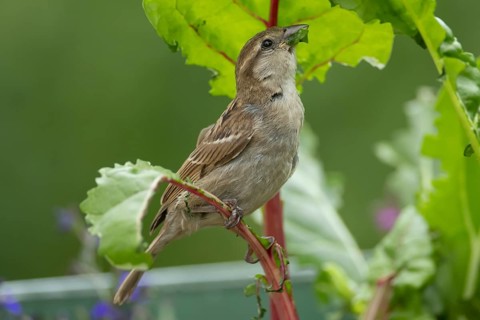 House sparrow (Passer domesticus) adult garden bird eating Swiss chard plant leaves in a vegetable