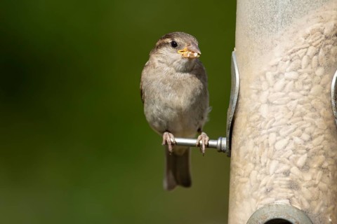 House sparrow (Passer domesticus) adult female garden bird feeding on sunflower seed hearts from a