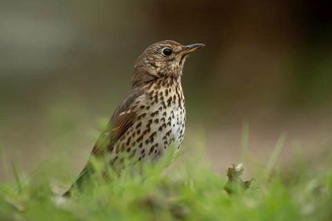 Song thrush (Turdus philomelos) adult garden bird on a grass lawn in spring, England, United